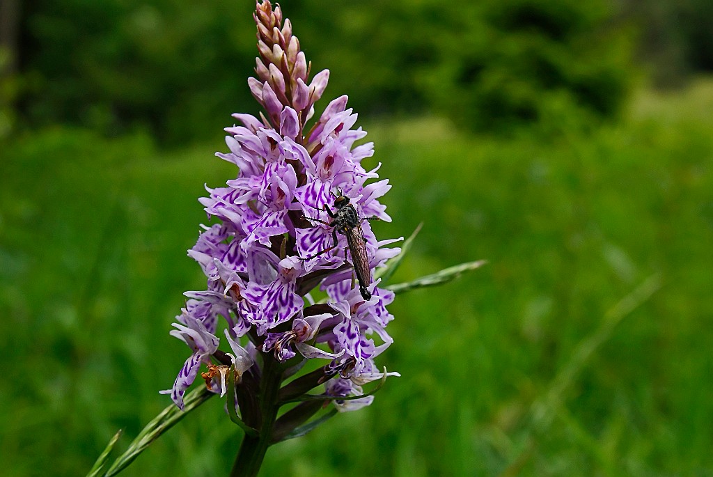 Gevlekte orchis [5664].jpg - Gevlekte orchis  [Dactylorhiza maculata]